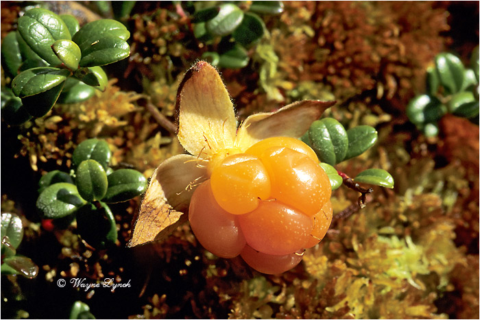 Cloudberry 101 by Dr. Wayne Lynch &copy;